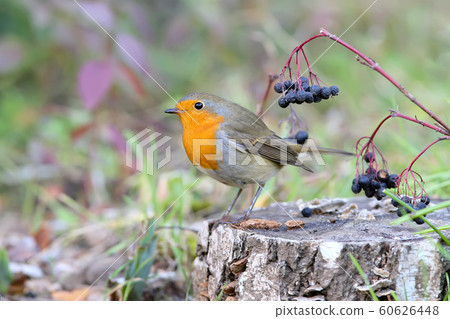 European Robin extra close up portrait European Robin extra close up portrait 60626448