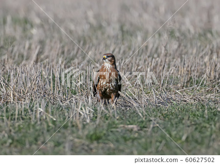 Common buzzard on the ground in natural habitat Common buzzard on the ground in natural habitat 60627502