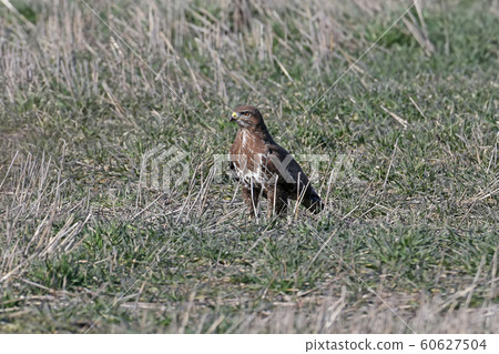 Common buzzard on the ground Common buzzard on the ground 60627504