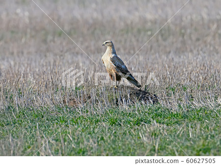 The long-legged buzzard (Buteo rufinus) The long-legged buzzard (Buteo rufinus) 60627505