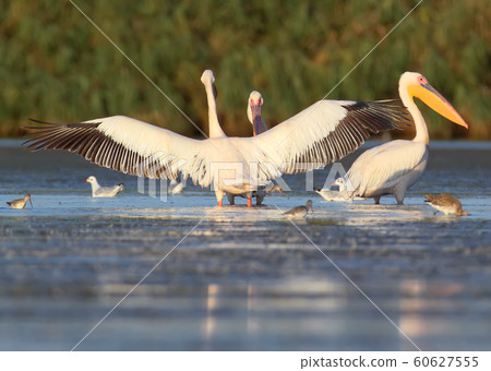 White pelicans on the rest White pelicans on the rest 60627555