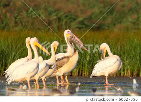 Family of white pelicans Family of white pelicans 60627556