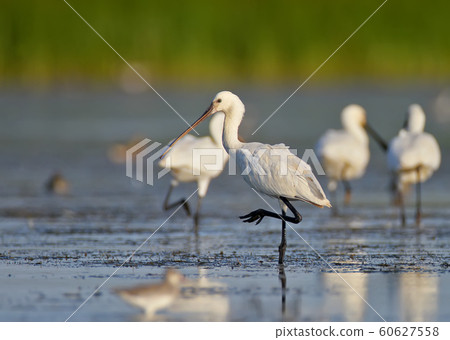 Eurasian spoonbills on the rest Eurasian spoonbills on the rest 60627558