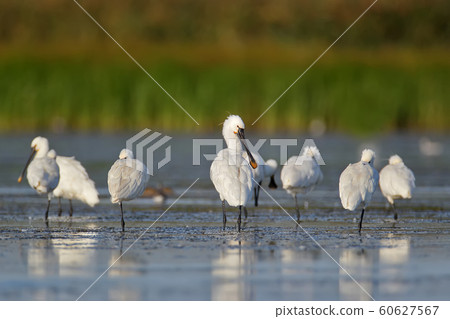 Eurasian spoonbills on the rest Eurasian spoonbills on the rest 60627567