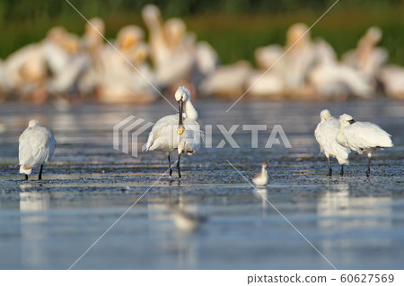 Birds On the rest Birds On the rest 60627569