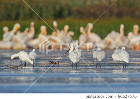 Birds On the rest 60627570