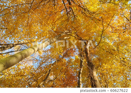 Yellow autumn forest Yellow autumn forest 60627622
