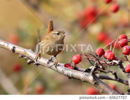 Eurasian wren close up photo Eurasian wren close up photo 60627787