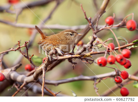 Eurasian wren close up photo Eurasian wren close up photo 60627792