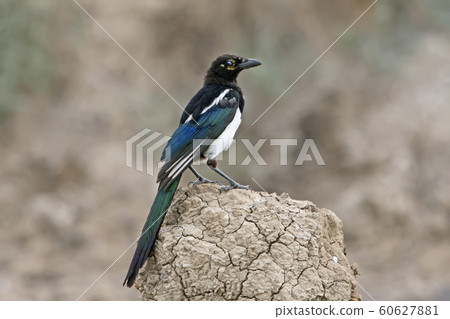 Unusual eurasian magie Unusual eurasian magie 60627881