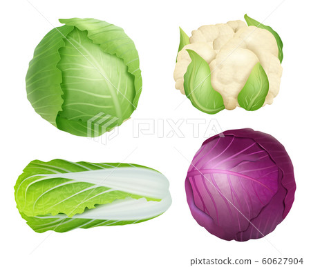 Cabbage. Vegetarian fresh healthy food nature... - Stock Illustration ...