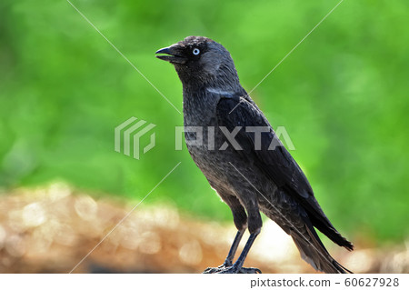 The western jackdaw (Coloeus monedula) 60627928