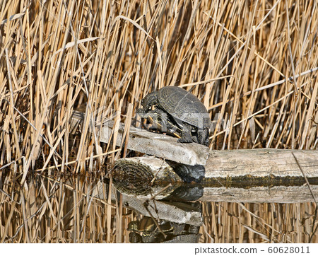 The European pond turtle (Emys orbicularis) 60628011