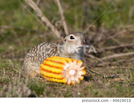 Thrifty owner Thrifty owner 60628018