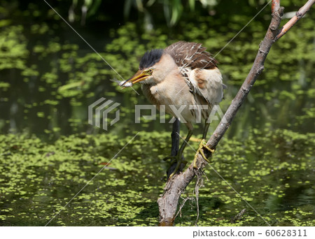 A lucky hunter 60628311