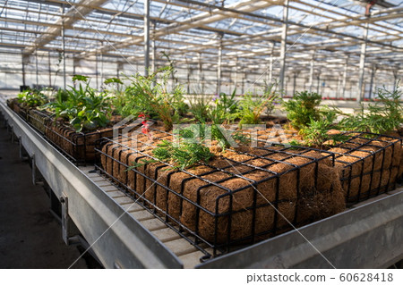 Green plants and grass growing through mesh of galvanized iron wire gabion box filled with soil, used for green living wall, vertical garden exterior facade  60628418