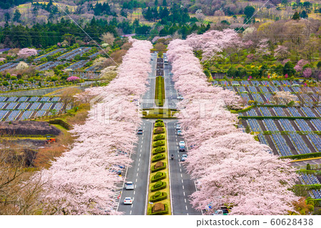 Fuji Reien Cemetery, Shizuoka, Japan in spring. 60628438