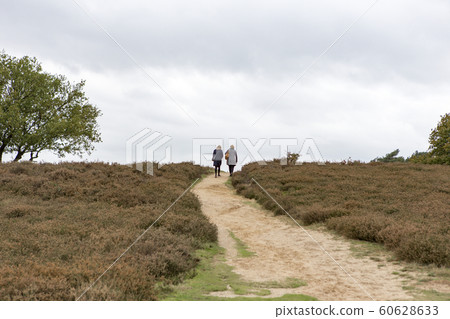 2 women walk on the Blaricummerheide in the Netherlands 60628633