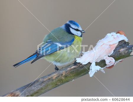 Blue tit against a lard 60628644