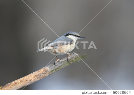 Non crop portrait of eurasian nuthatch on grey Non crop portrait of eurasian nuthatch on grey 60628664