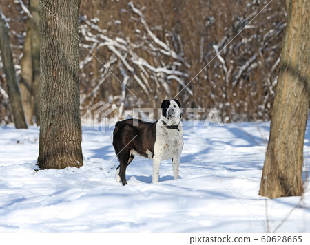 The Central Asian Shepherd Dog winter portrait The Central Asian Shepherd Dog winter portrait 60628665