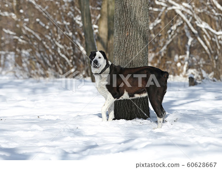 The Central Asian Shepherd Dog 60628667