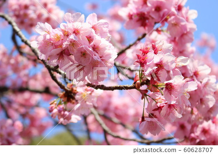 閃耀在藍天的櫻花 60628707
