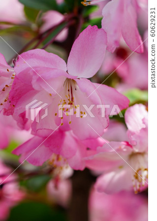 Flower Ha Tung Flower 60629231