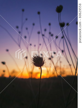 Close up autumn steppe nature, dry thorn thistle 60629558