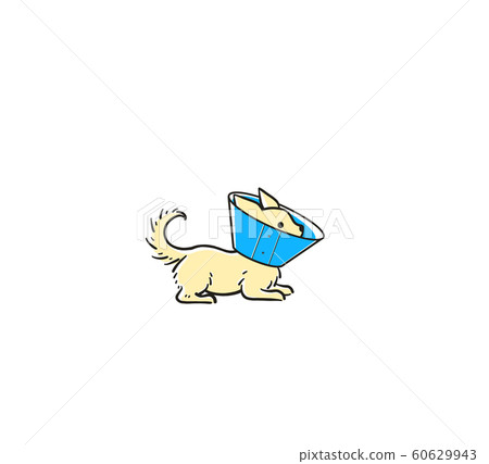 Chihuahua Elizabeth Color 60629943