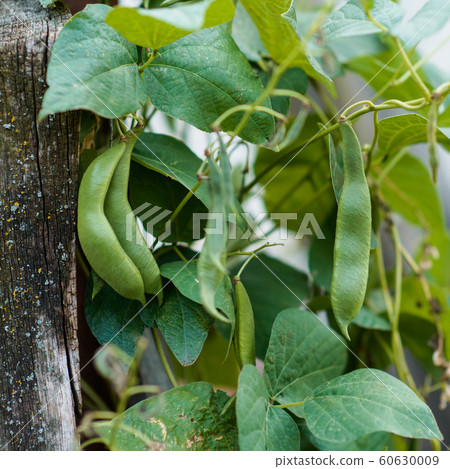Haricots growing in a vegetable garden Haricots growing in a vegetable garden 60630009