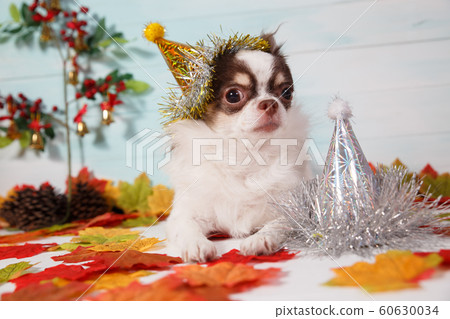 Adorable chihuahua dog wearing a New Year conical hat 60630034