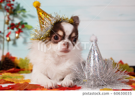 Adorable chihuahua dog wearing a New Year conical hat Adorable chihuahua dog wearing a New Year conical hat 60630035