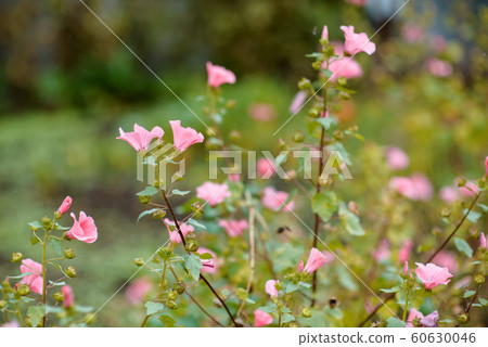 Pink flowers in garden 60630046