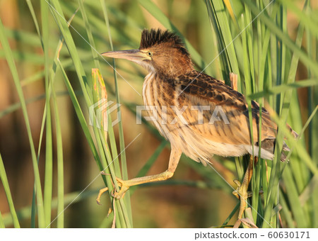 One young little bittern with open crest walking One young little bittern with open crest walking 60630171