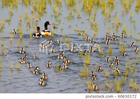 Big family of common shelduck. Big family of common shelduck. 60630172