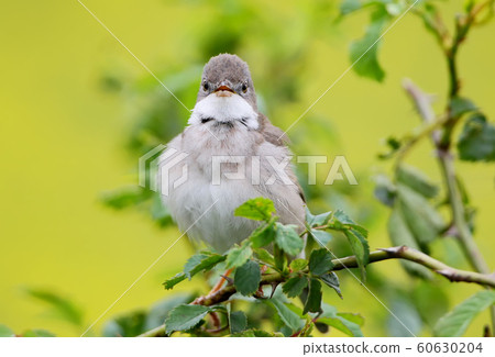 The common whitethroat (Sylvia communis) on the bush The common whitethroat (Sylvia communis) on the bush 60630204