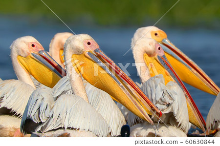 Flock of white pelicans Flock of white pelicans 60630844