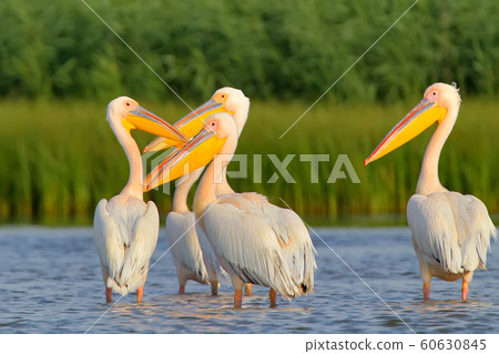 Four handsome in the water Four handsome in the water 60630845