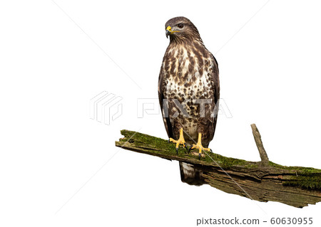 Wondering common buzzard with curious look isolated on white background Wondering common buzzard with curious look isolated on white background 60630955