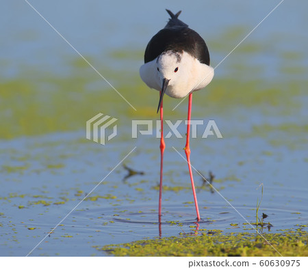 Close up portrait of black winged stilt 60630975