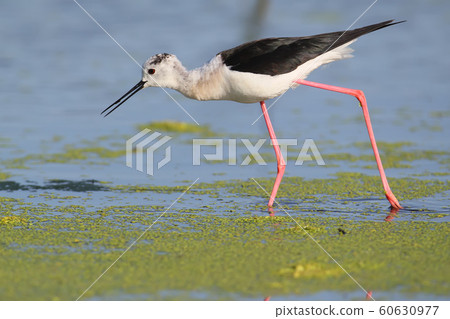 Close up portrait of black winged stilt 60630977