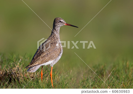 Common redshank close up portrait Common redshank close up portrait 60630983