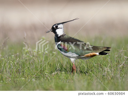 Lapwing close up 60630984
