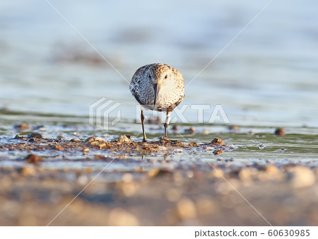 Front portrait of dunlin 60630985
