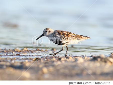 Front portrait of dunlin 60630986