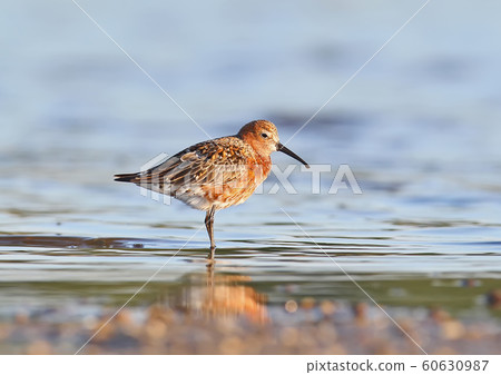 The curlew sandpiper (Calidris ferruginea) The curlew sandpiper (Calidris ferruginea) 60630987