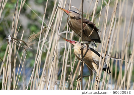 A pair adult little bittern in breeding plumage. A pair adult little bittern in breeding plumage. 60630988