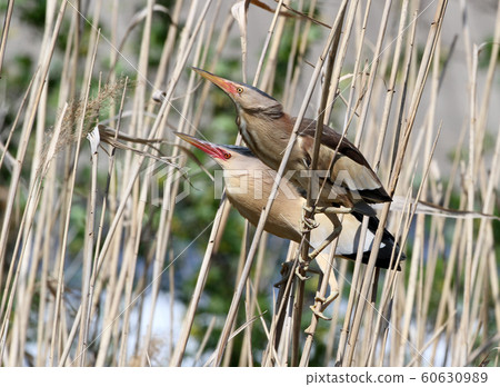 A pair adult  little bittern in breeding plumage.  60630989