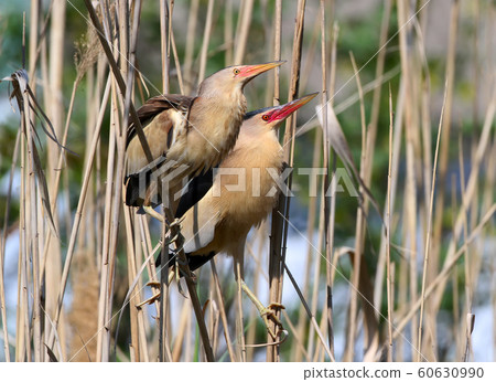 A pair adult little bittern in breeding plumage. A pair adult little bittern in breeding plumage. 60630990